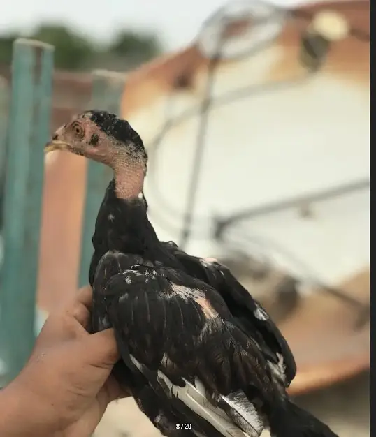 O Shamo chicks | Aseel Hens |  Dragon Asel chicks |  Hens For sale — photo 8