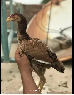 O Shamo chicks | Aseel Hens |  Dragon Asel chicks |  Hens For sale — photo 10