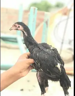 O Shamo chicks | Aseel Hens |  Dragon Asel chicks |  Hens For sale — photo 11