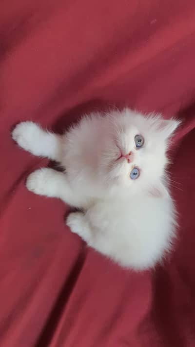 Triple coat extreme quality sami punch face odd eyes healthy Kittens