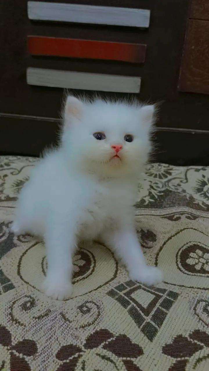 Triple coat extreme quality sami punch face odd eyes healthy Kittens — photo 2