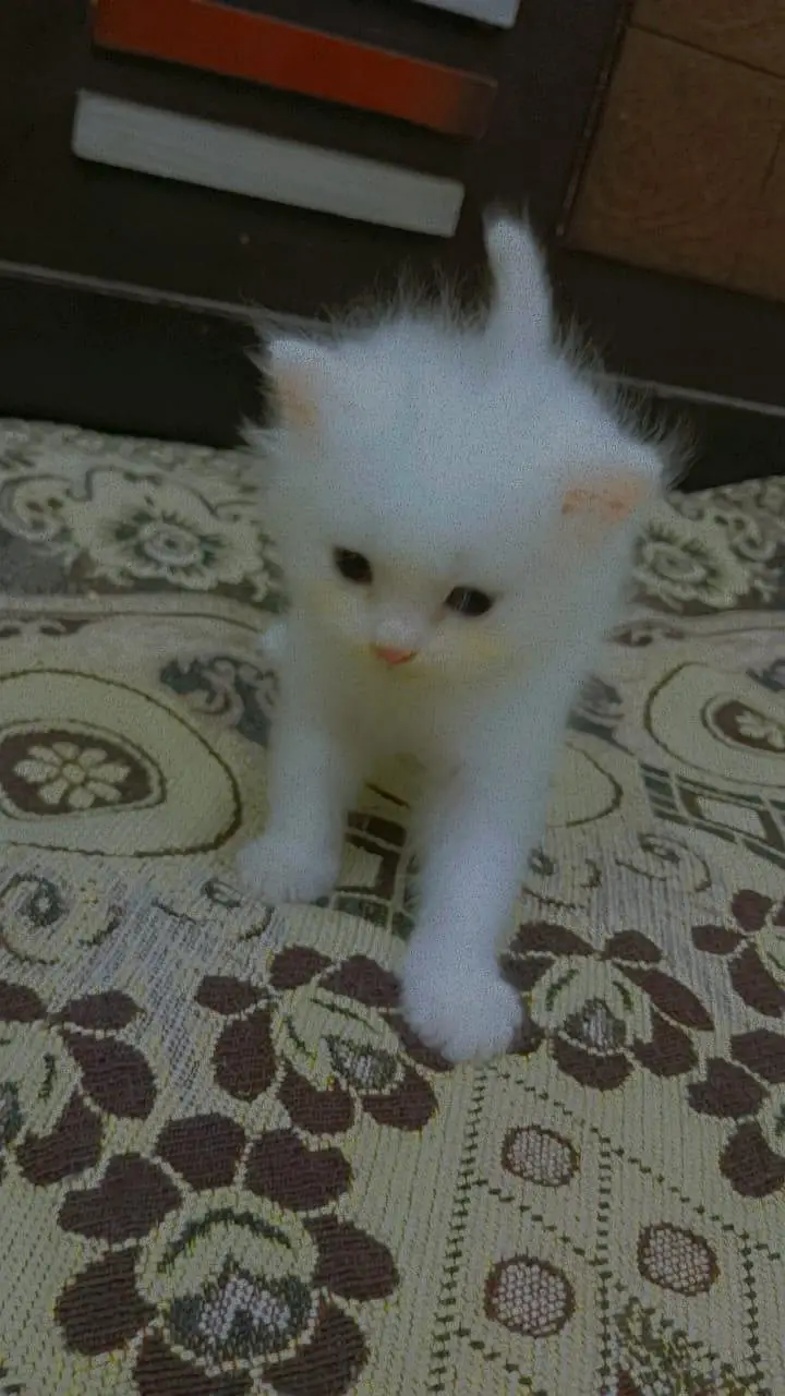 Triple coat extreme quality sami punch face odd eyes healthy Kittens — photo 3