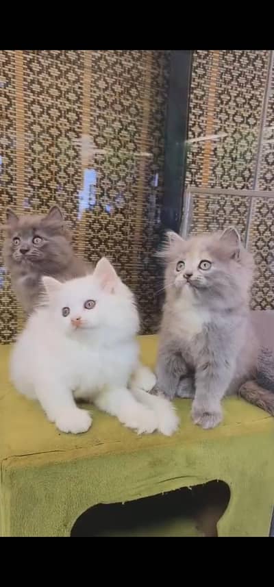 Quality Persian Punch face cat & kittens 03495425573 WhatsApp