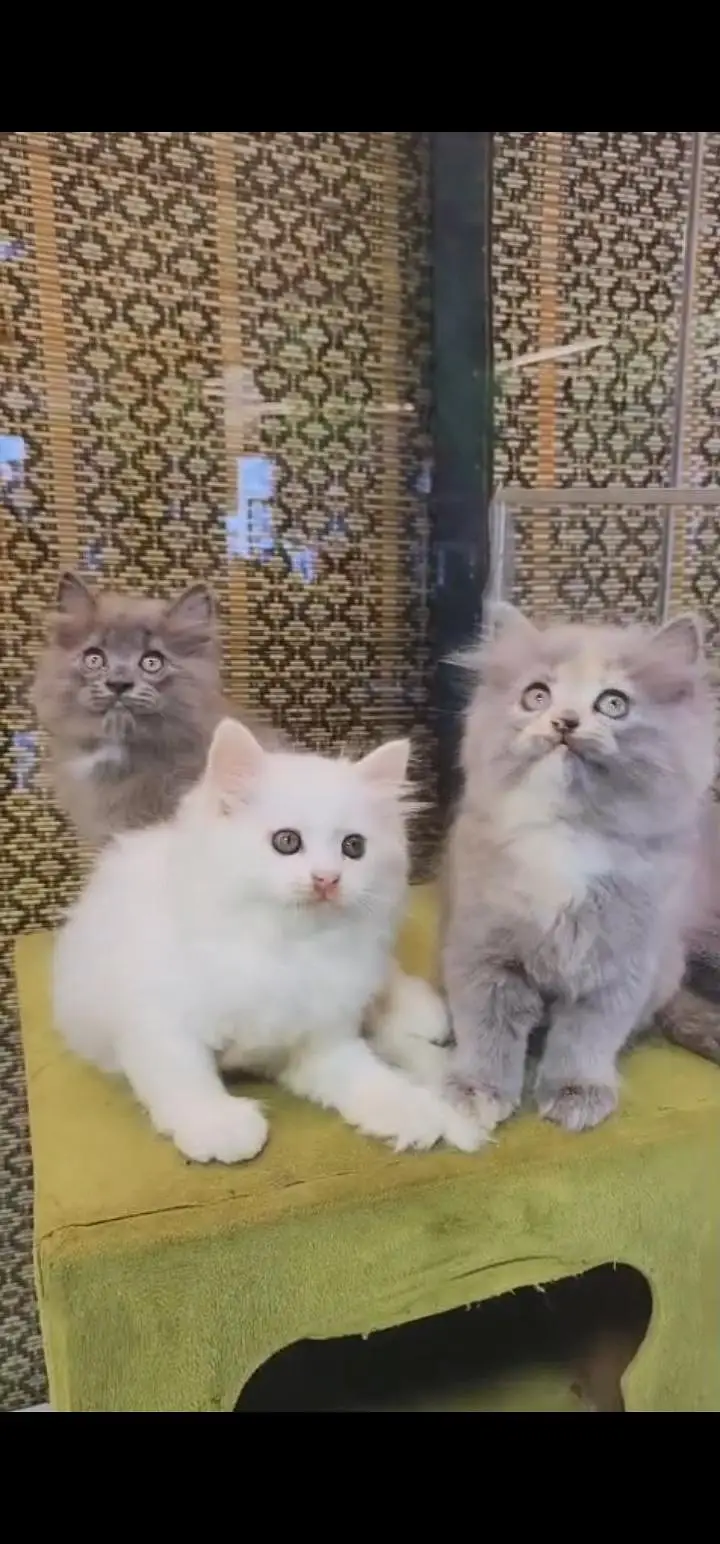 Quality Persian Punch face cat & kittens 03495425573 WhatsApp — photo 2