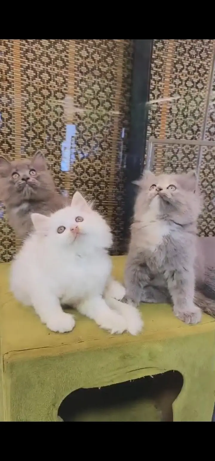 Quality Persian Punch face cat & kittens 03495425573 WhatsApp — photo 3
