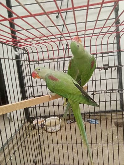 Raw parrot pair for sale