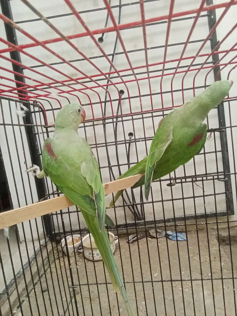 Raw parrot pair for sale — photo 2