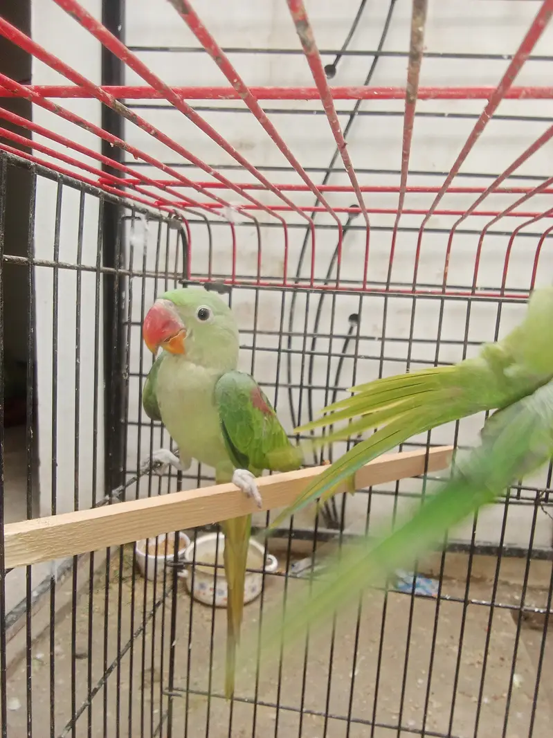 Raw parrot pair for sale — photo 3