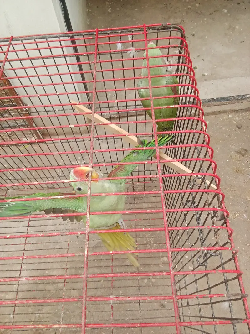 Raw parrot pair for sale — photo 4