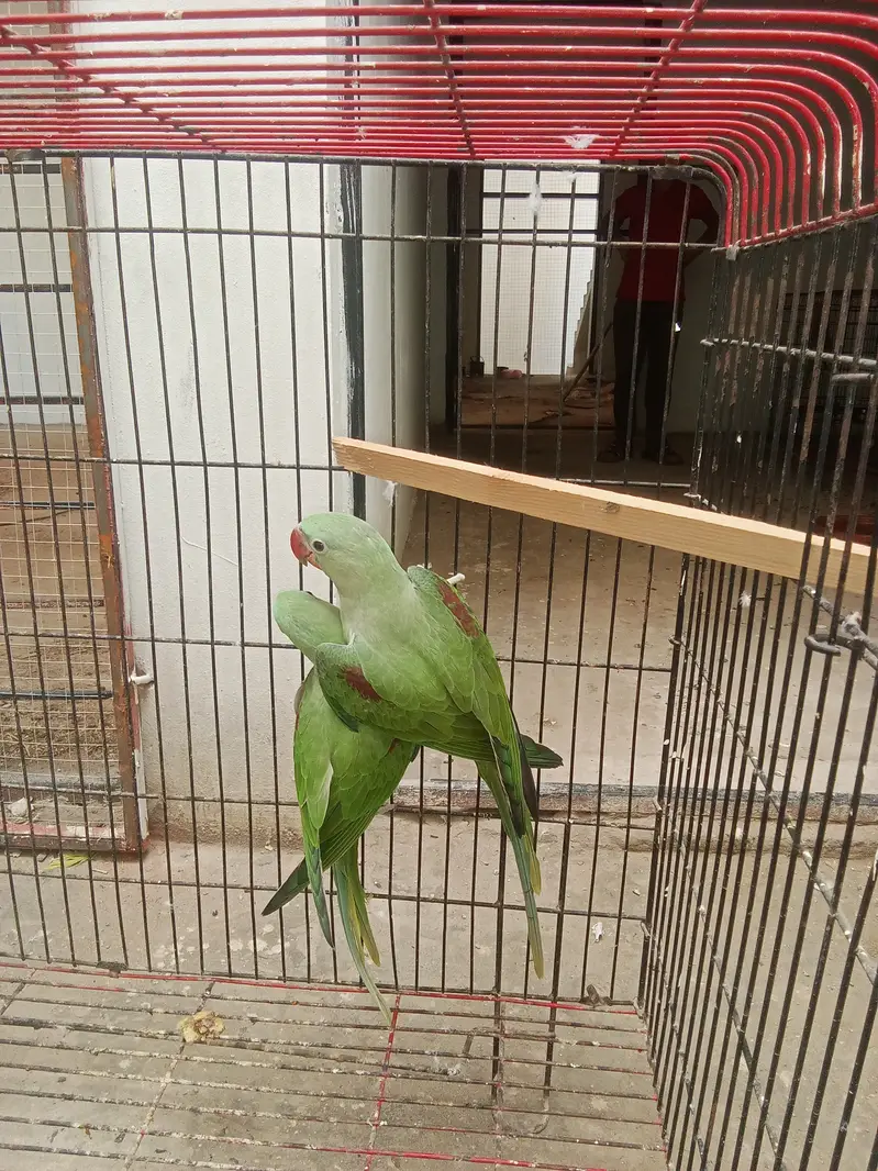 Raw parrot pair for sale — photo 5