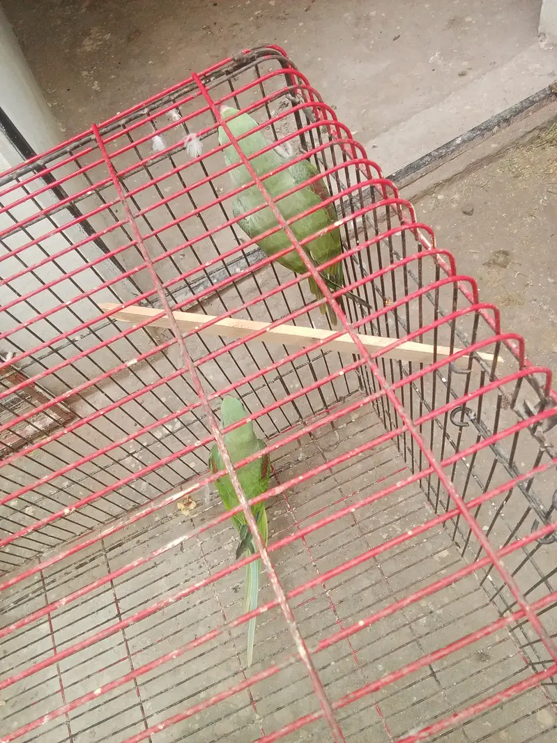 Raw parrot pair for sale — photo 6