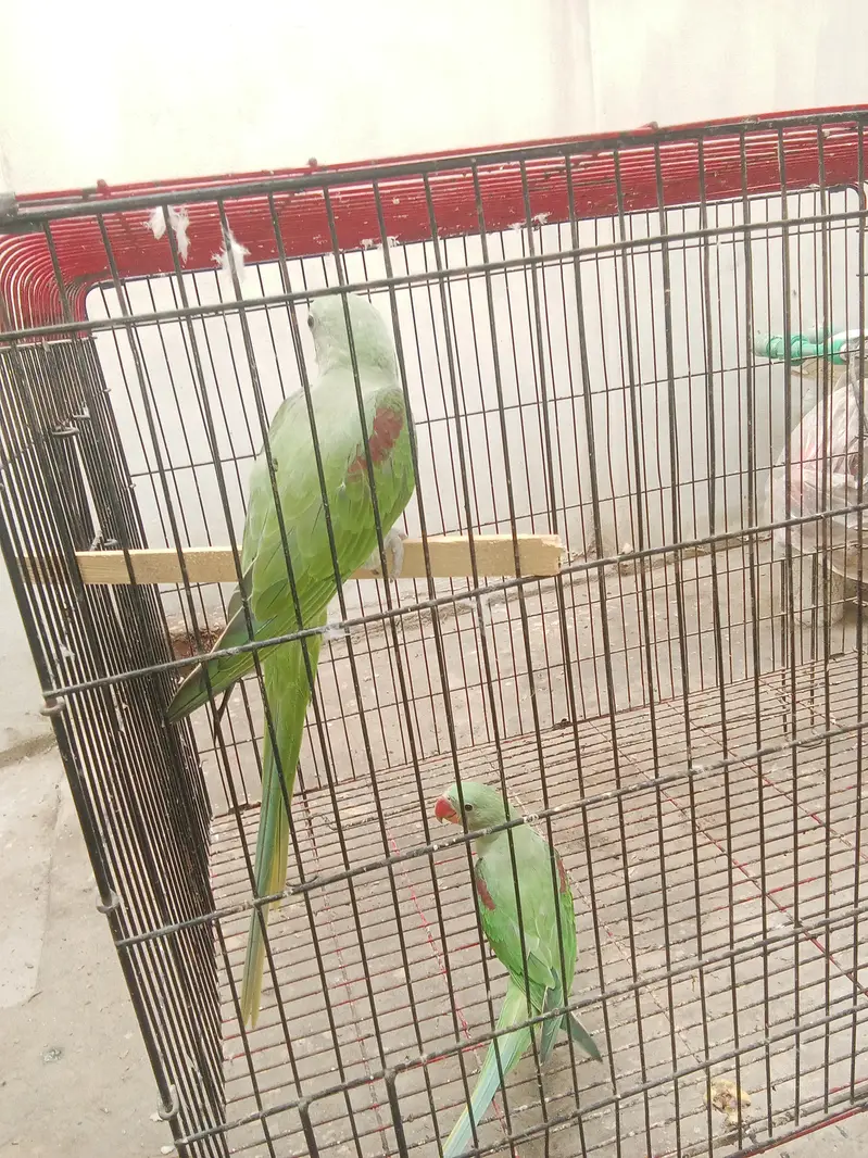 Raw parrot pair for sale — photo 7