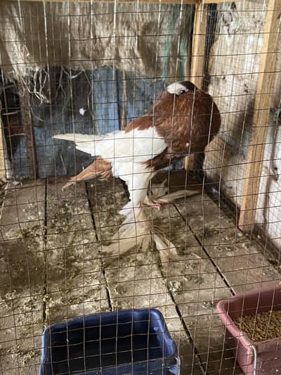 Red magpie important breeder male FORSALE 03115733578