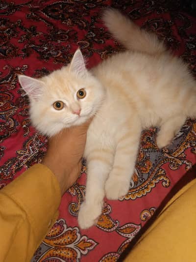 Light Golden Adorable Persian kitten