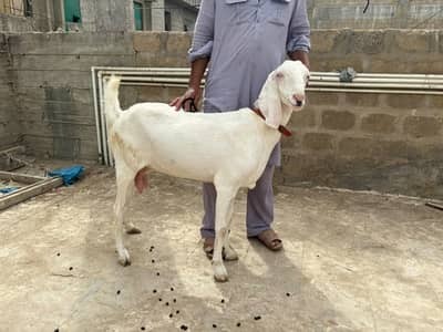 rajanpuri bakri  kamori bakra kamori bakra tapra bakri