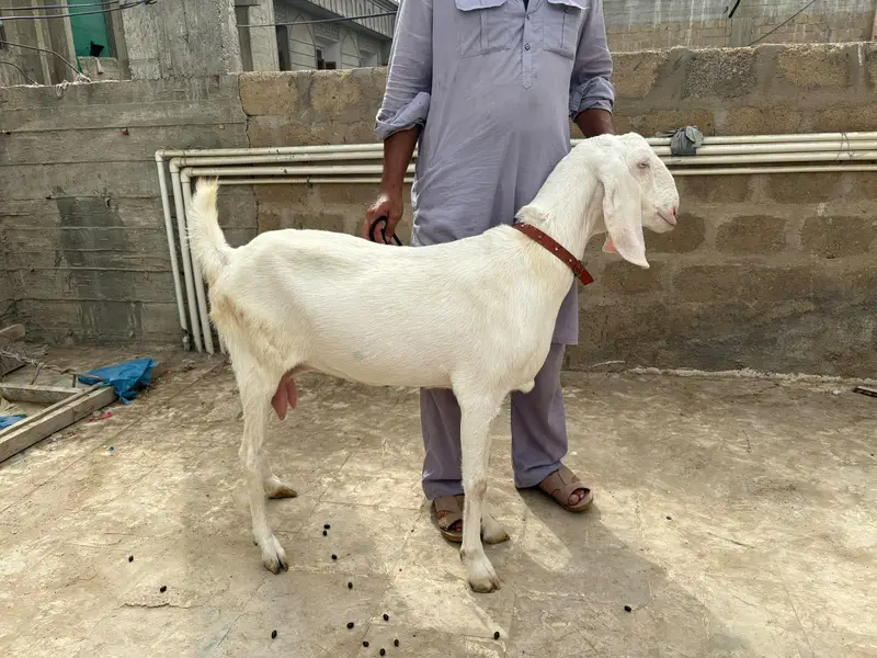 rajanpuri bakri  kamori bakra kamori bakra tapra bakri — photo 2