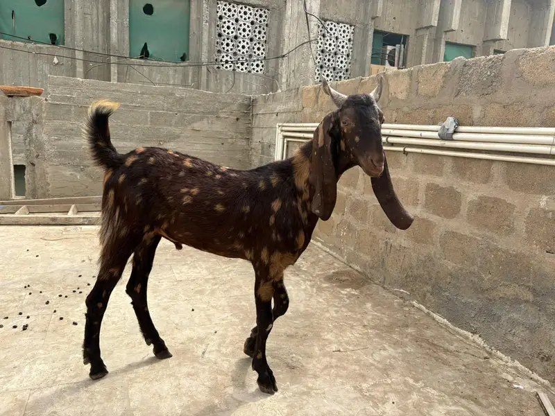 rajanpuri bakri  kamori bakra kamori bakra tapra bakri — photo 3