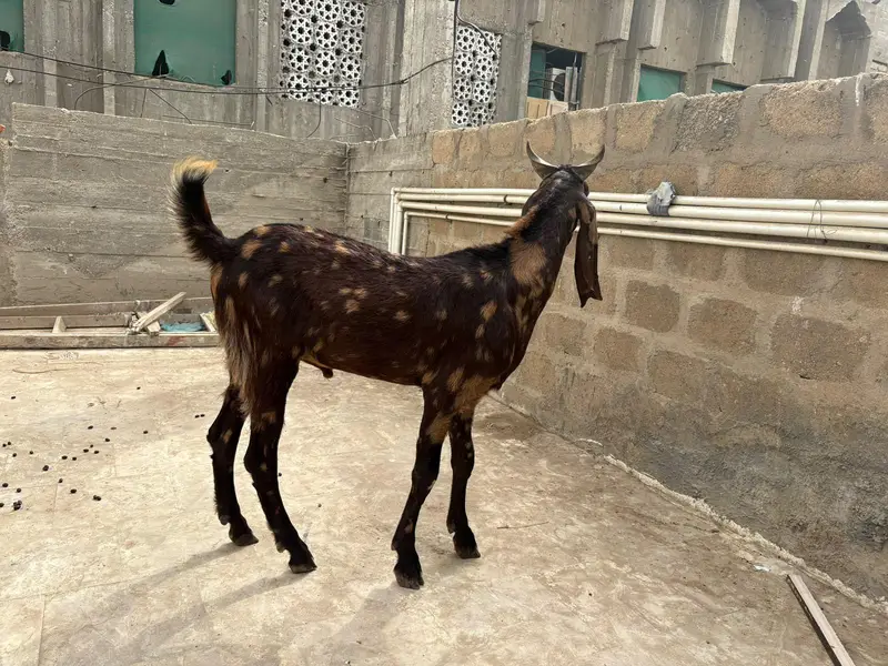 rajanpuri bakri  kamori bakra kamori bakra tapra bakri — photo 4