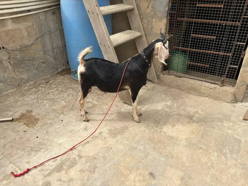 rajanpuri bakri  kamori bakra kamori bakra tapra bakri — photo 5
