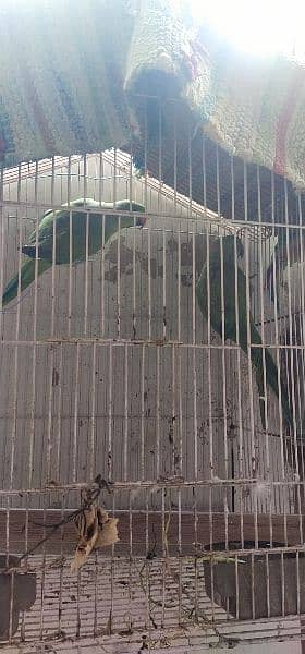 parrot