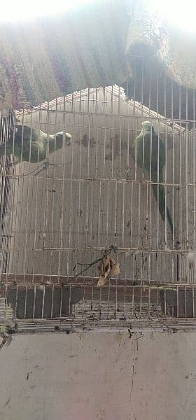 parrot 1