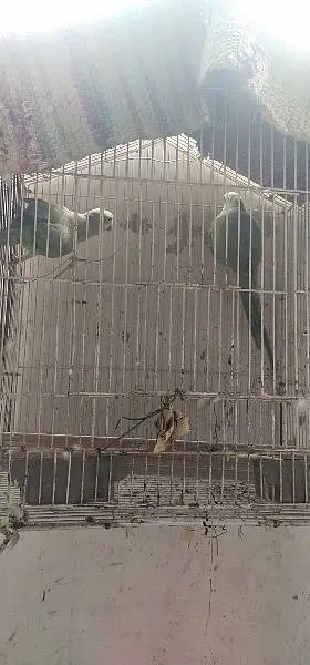 parrot — photo 2