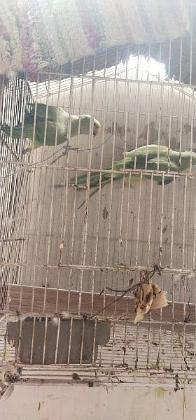 parrot 2