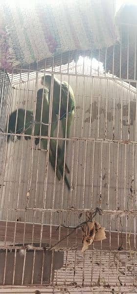 parrot 3