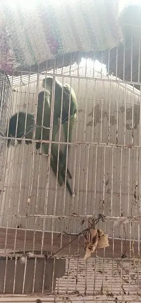 parrot — photo 4