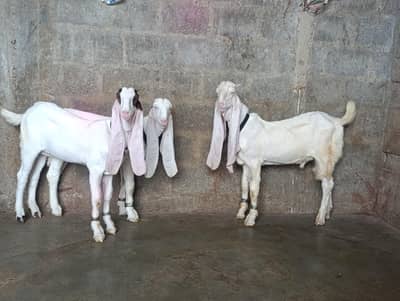 SUPREME QUALITY GULABI BLOOD LINE 1 MALE 2 FEMALE AGE 4 MONTH OLD FULL