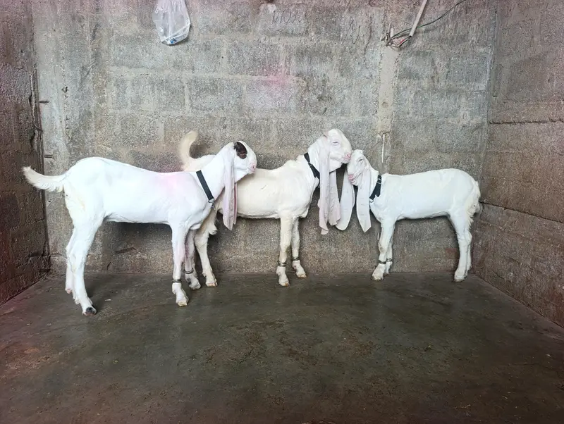 SUPREME QUALITY GULABI BLOOD LINE 1 MALE 2 FEMALE AGE 4 MONTH OLD FULL — photo 2