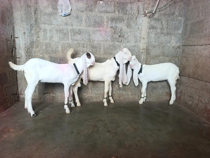 SUPREME QUALITY GULABI BLOOD LINE 1 MALE 2 FEMALE AGE 4 MONTH OLD FULL — photo 3