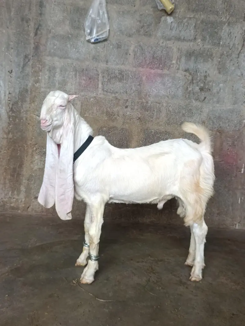 SUPREME QUALITY GULABI BLOOD LINE 1 MALE 2 FEMALE AGE 4 MONTH OLD FULL — photo 4