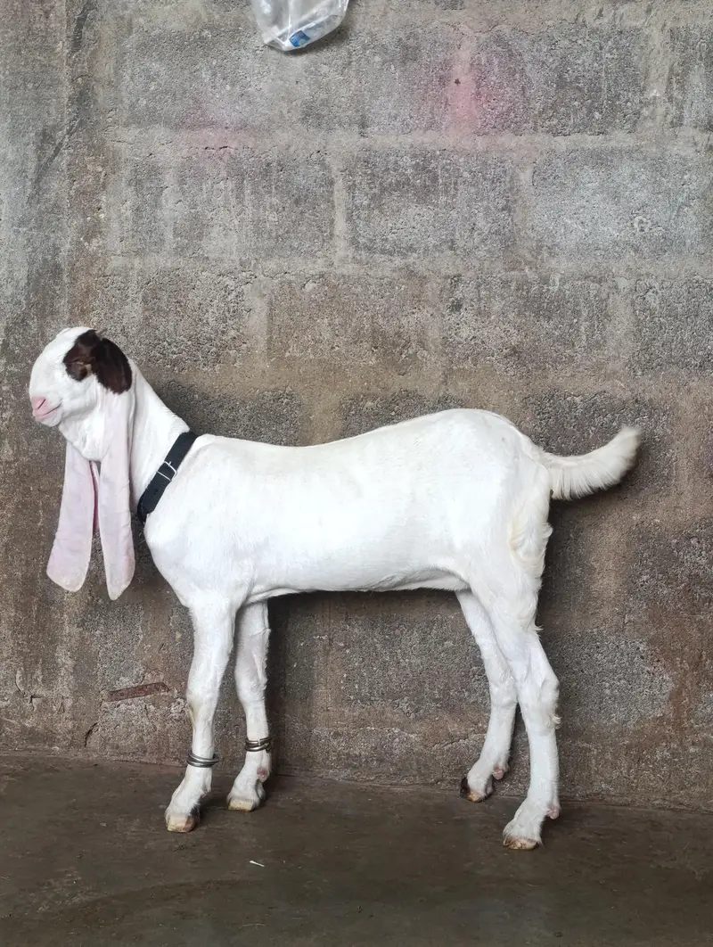 SUPREME QUALITY GULABI BLOOD LINE 1 MALE 2 FEMALE AGE 4 MONTH OLD FULL — photo 5