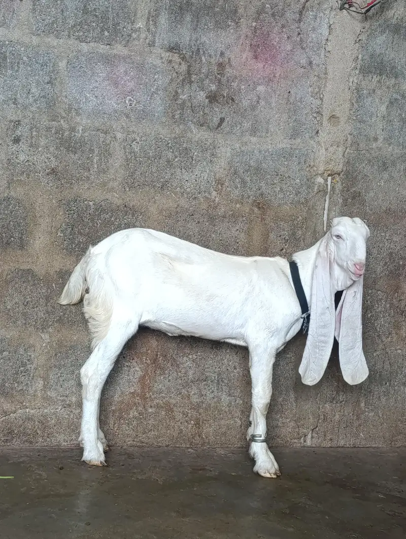 SUPREME QUALITY GULABI BLOOD LINE 1 MALE 2 FEMALE AGE 4 MONTH OLD FULL — photo 6