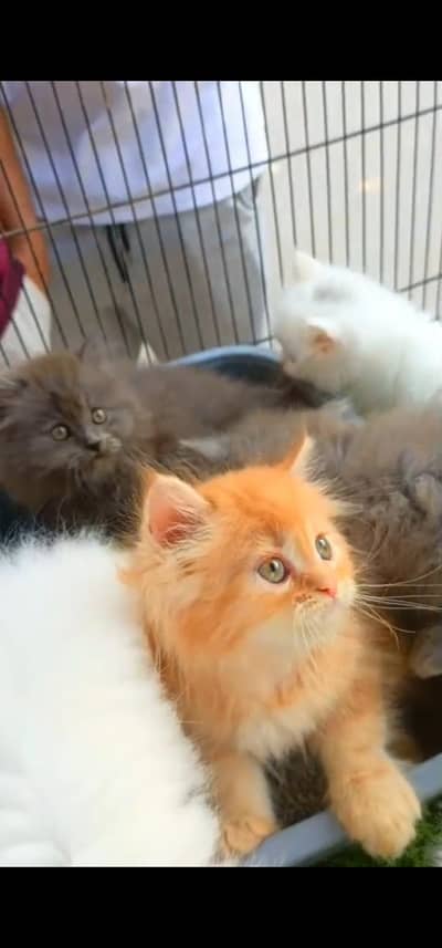 Quality Persian Punch face cat & kittens 03495425573 WhatsApp