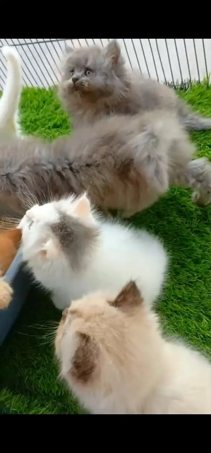 Quality Persian Punch face cat & kittens 03495425573 WhatsApp — photo 2