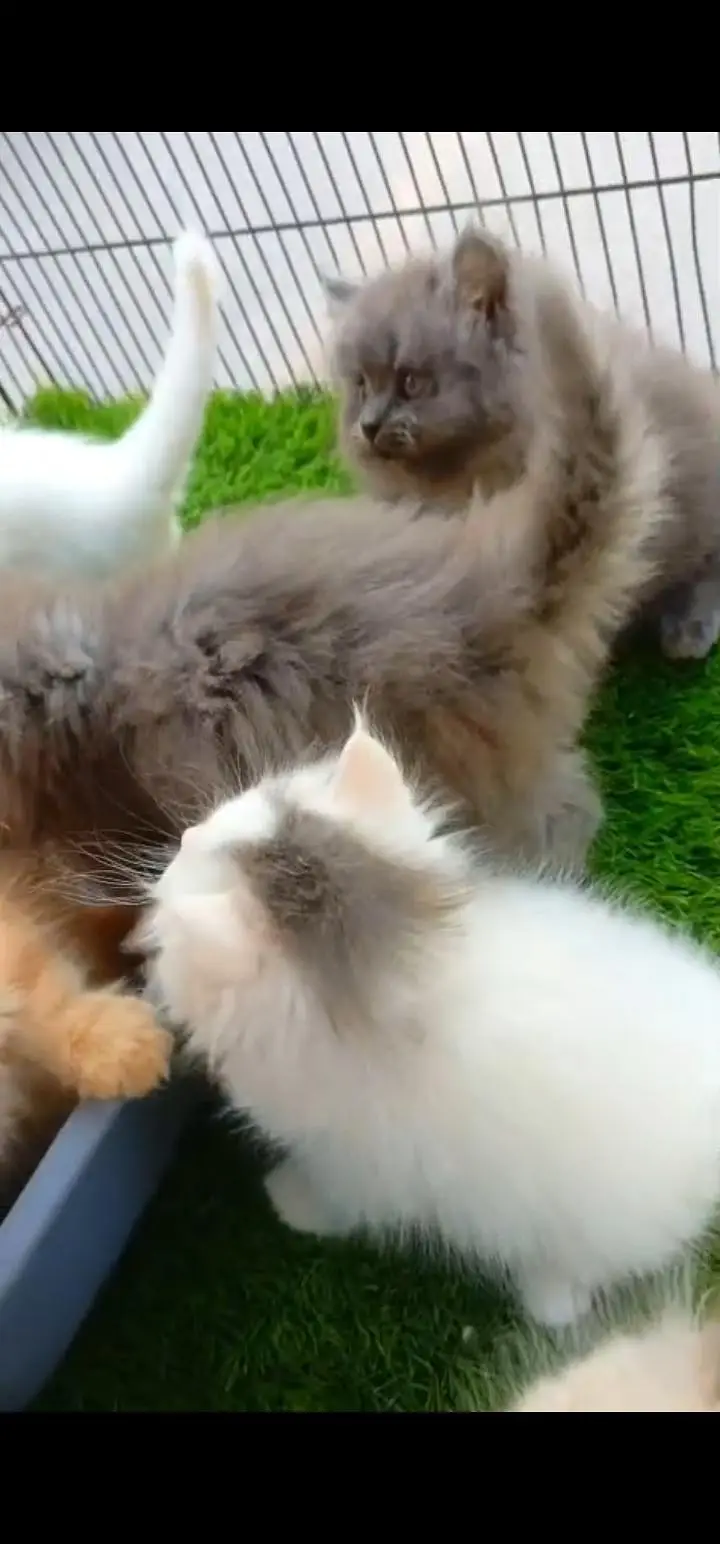 Quality Persian Punch face cat & kittens 03495425573 WhatsApp — photo 3