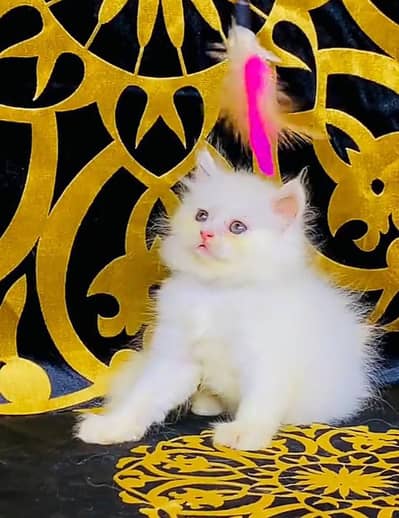 Persian kitten for sale my WhatsApp . 03317047936