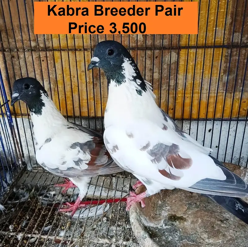 Kabra Breeder Pair for Sale