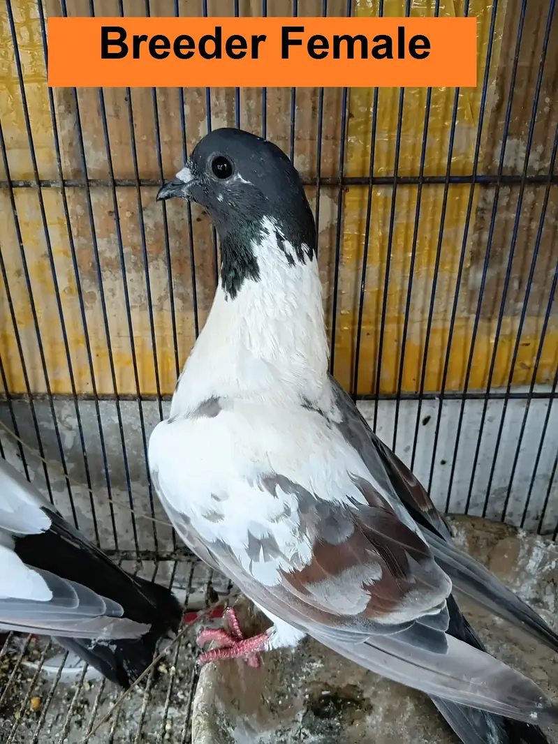 Kabra Breeder Pair for Sale — photo 2