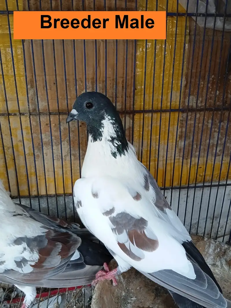 Kabra Breeder Pair for Sale — photo 3
