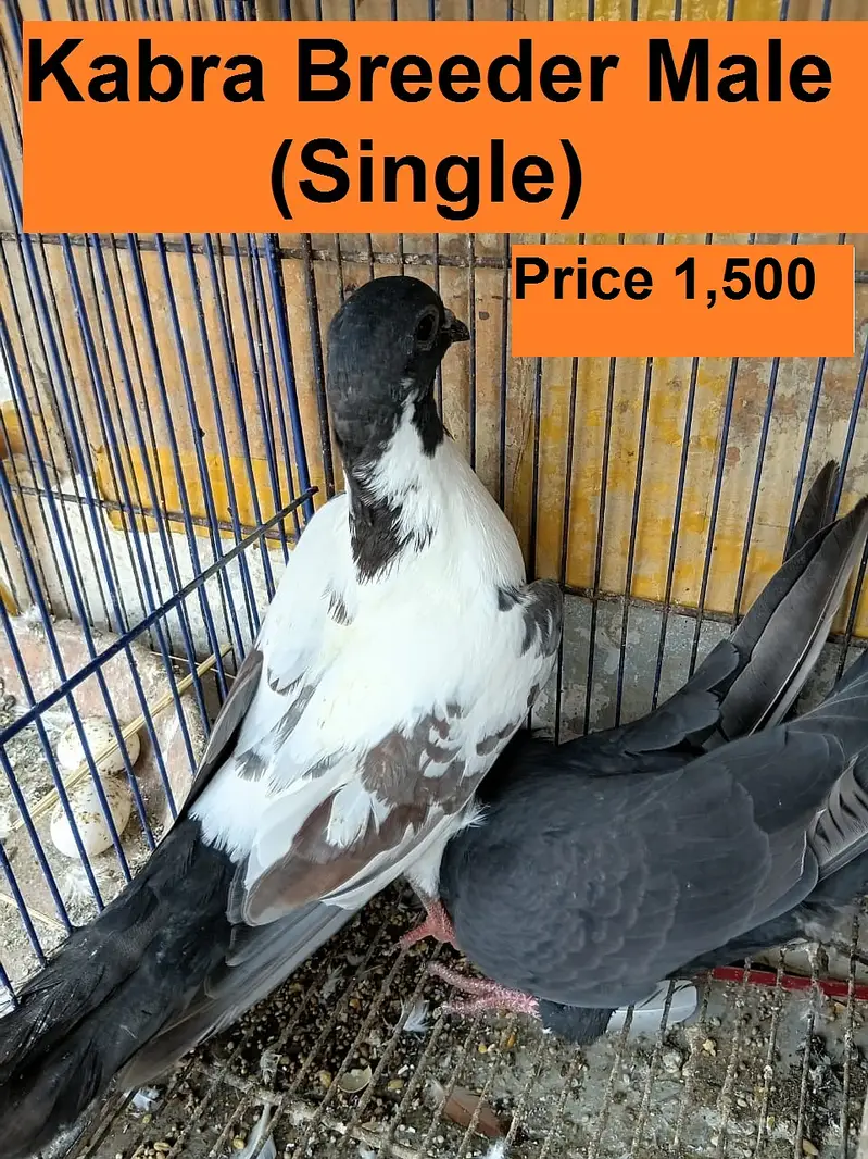 Kabra Breeder Pair for Sale — photo 4