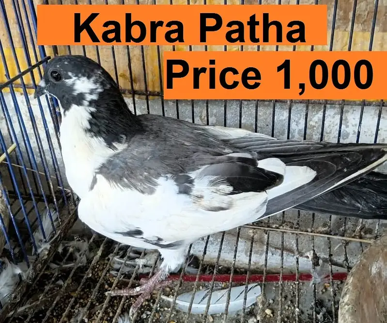 Kabra Breeder Pair for Sale — photo 5