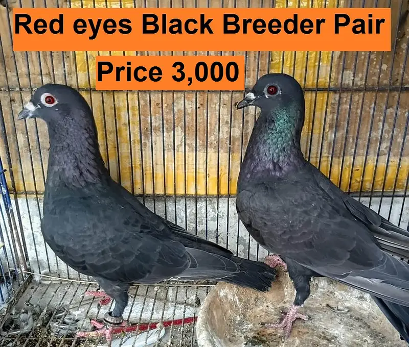 Kabra Breeder Pair for Sale — photo 6