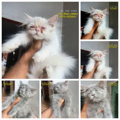 Persian kittens|| Furry Ball's||