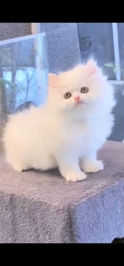 Quality Persian Punch face cat & kittens 03495425573 WhatsApp