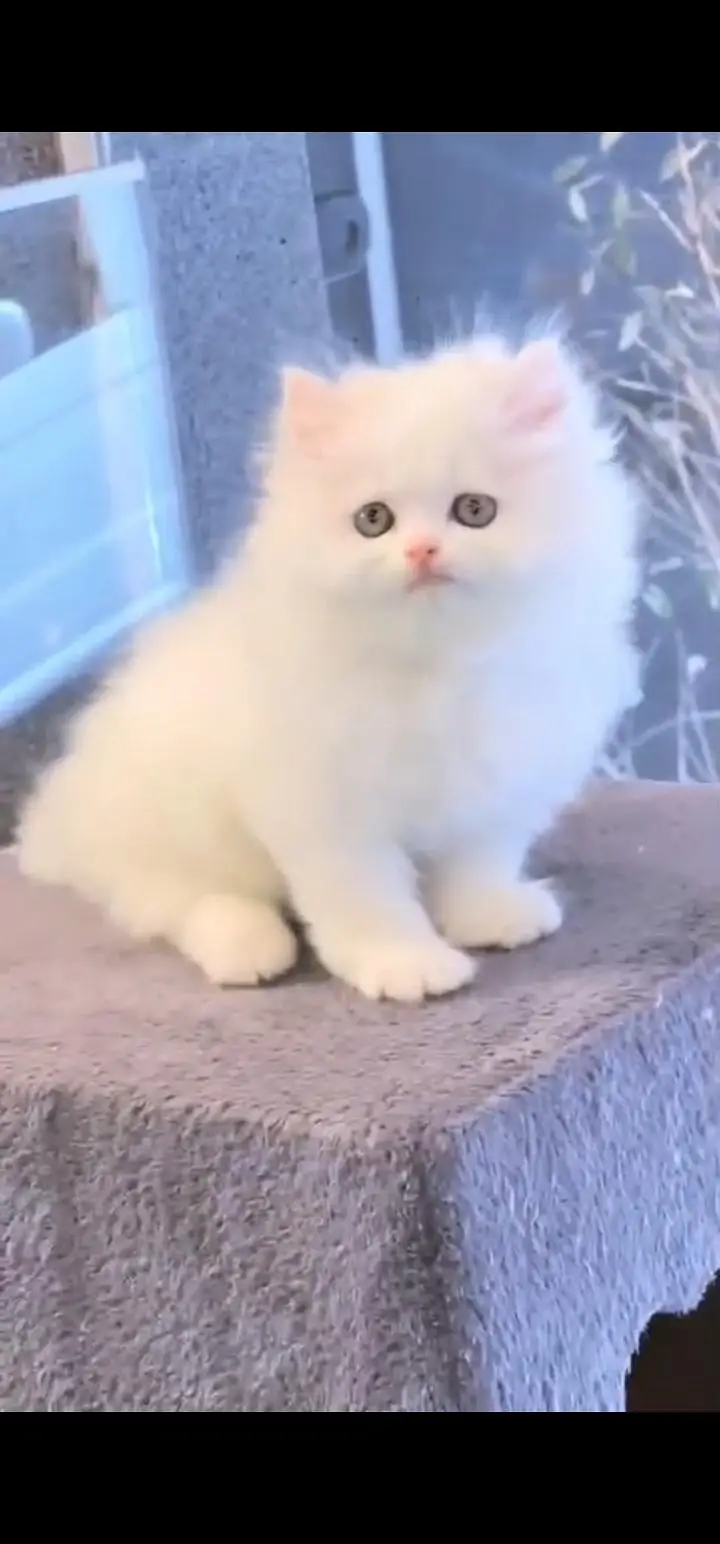 Quality Persian Punch face cat & kittens 03495425573 WhatsApp — photo 2