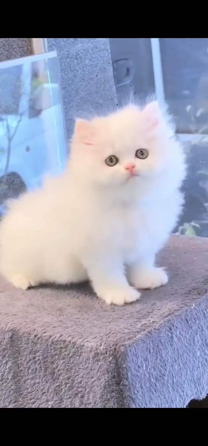 Quality Persian Punch face cat & kittens 03495425573 WhatsApp — photo 3