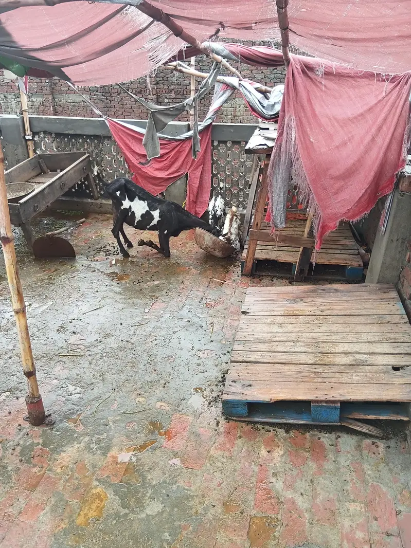 khan g gote — photo 2